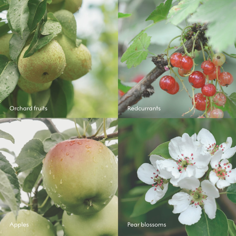 A collage of orchard pears, redcurrants, apples, and white pear blossoms—each labeled—reflects the natural beauty near Norwegian fjords, inspiring the Skandinavisk Scented Candle Fjord 50h, 200g.