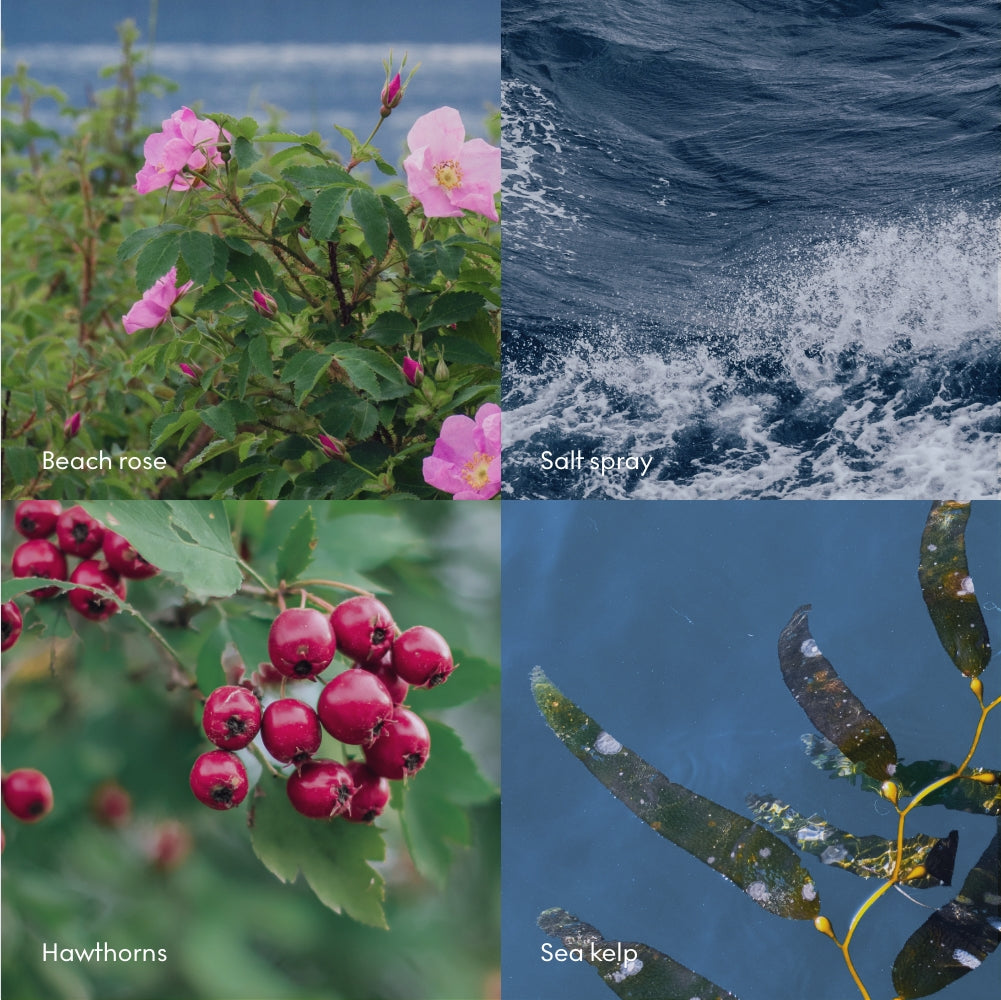 A four-panel image displays beach rose, ocean salt spray, red hawthorn berries, and sea kelp—each labeled and capturing the fresh scents of the Scandinavian sea that inspire Skandinavisk’s Mini Scented Candle Hav 20h, 65g.