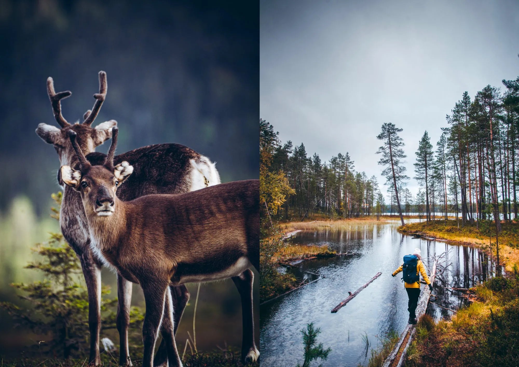 Split image: on the left, two reindeer stand in a forest; on the right, a hiker crosses a log over a river—capturing the adventure and inspiration found in Food in the Woods - Vegetarian Recipes From Easy Snacks to Hiking Meals by Cozy Publishing.