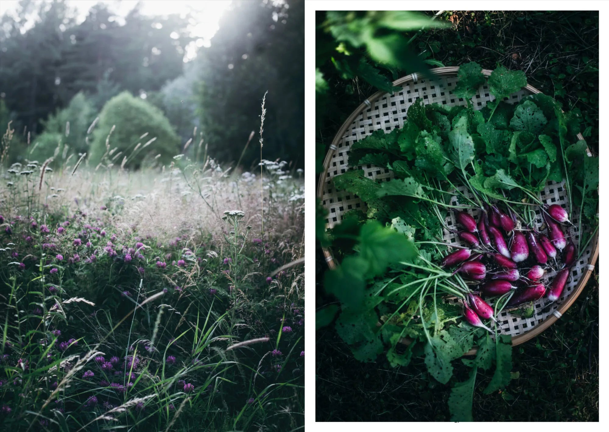 Left: A sunlit wildflower meadow with tall grasses. Right: Freshly picked radishes ready for Nordic summer recipes from the Nordic Summer Cookbook by Cozy Publishing, celebrating the vibrant harvest.