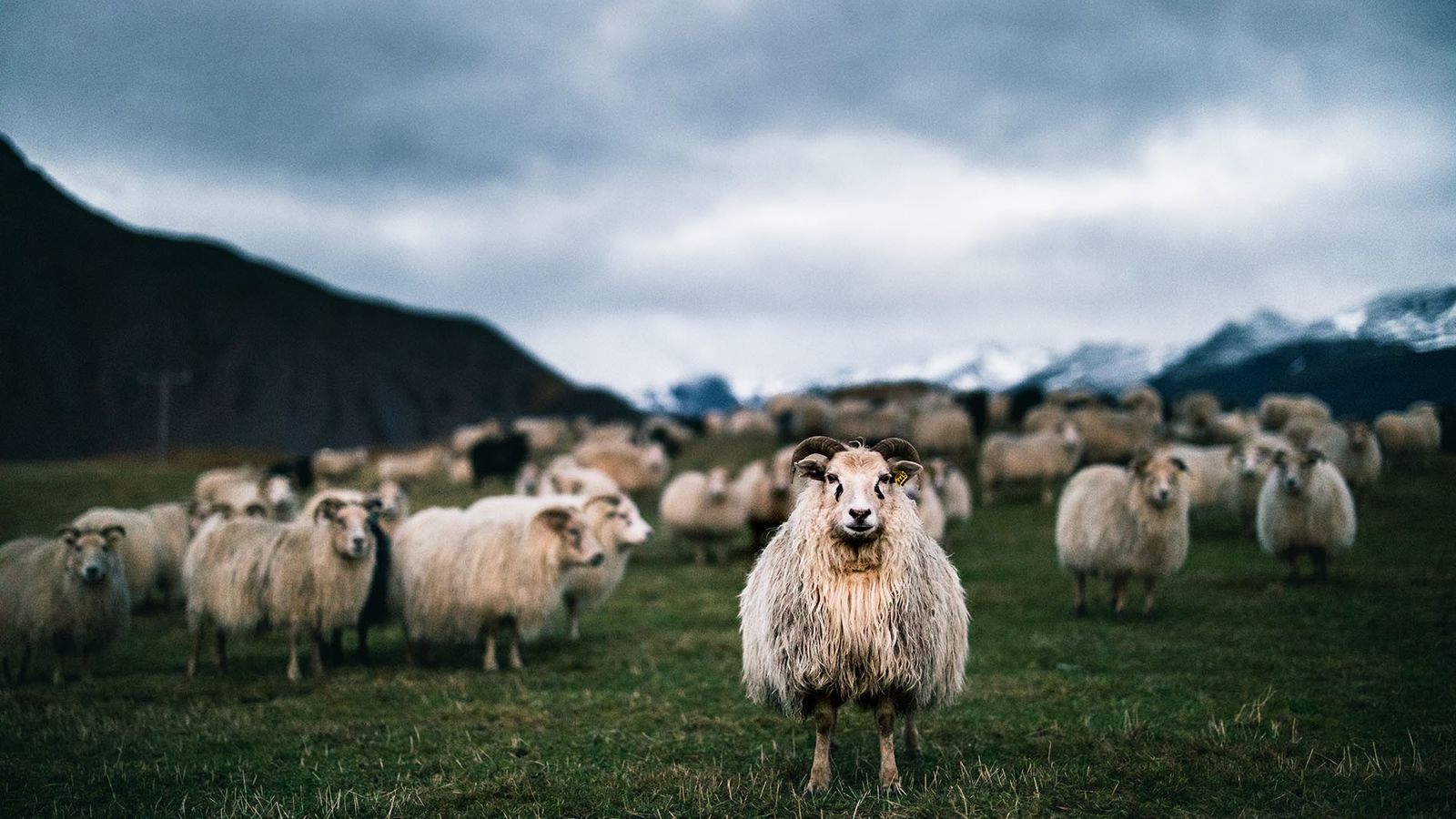 ICELANDIC SHEEPSKIN