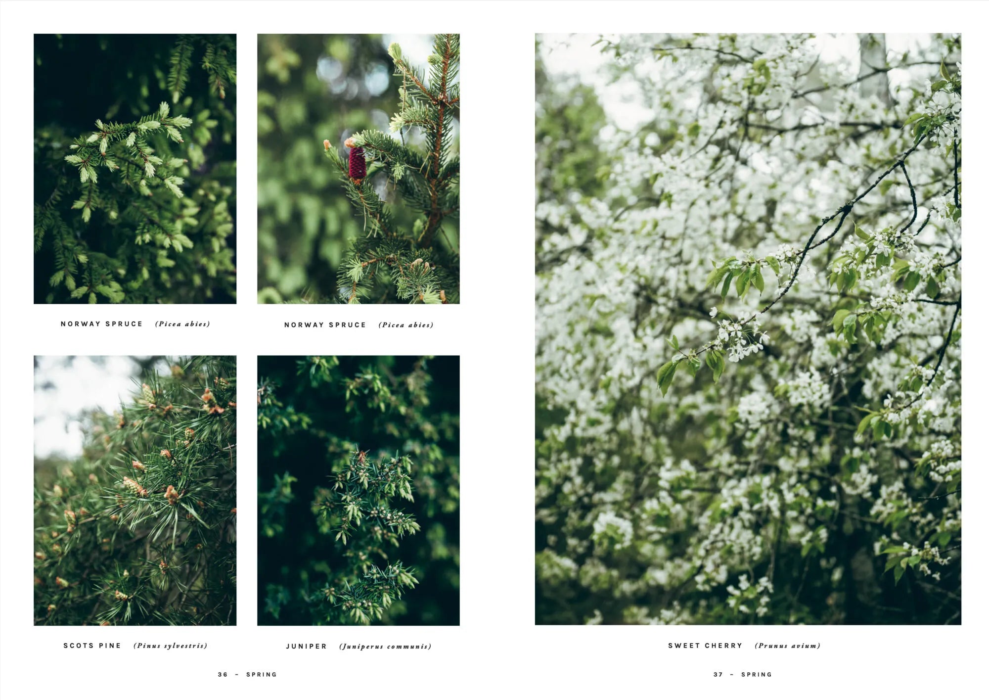 A collage of springtime tree branches—Norway spruce, Scots pine, and juniper on the left, with sweet cherry blossoms filling the right—captures the soft greens and whites that inspire foraged recipes featured in Chef’s Wild Nordic, Recipes for 72 Micro-Seasons by Cozy Publishing. This color palette is perfect for those embracing wild food cuisine made from these natural ingredients.