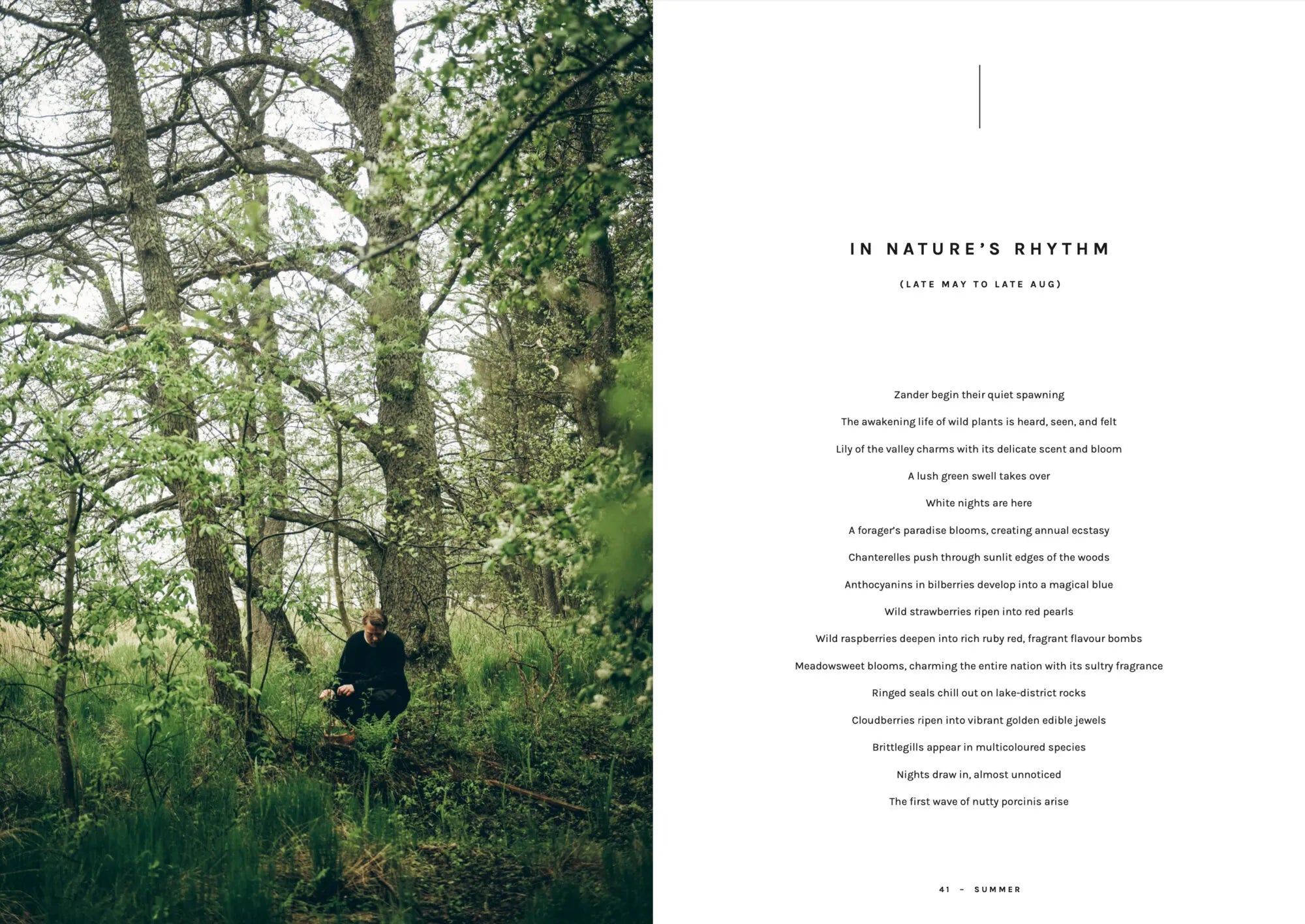 A person sits on a mossy log in a lush, green forest surrounded by tall trees, dappled sunlight filtering through the leaves. The scene conjures the essence of wild food cuisine as celebrated in Chef’s Wild Nordic, Recipes for 72 Micro-Seasons from Cozy Publishing—inviting you to imagine gathering wild ingredients for creative foraged recipes. On the right, a poem titled In Nature’s Rhythm is printed on a white background.