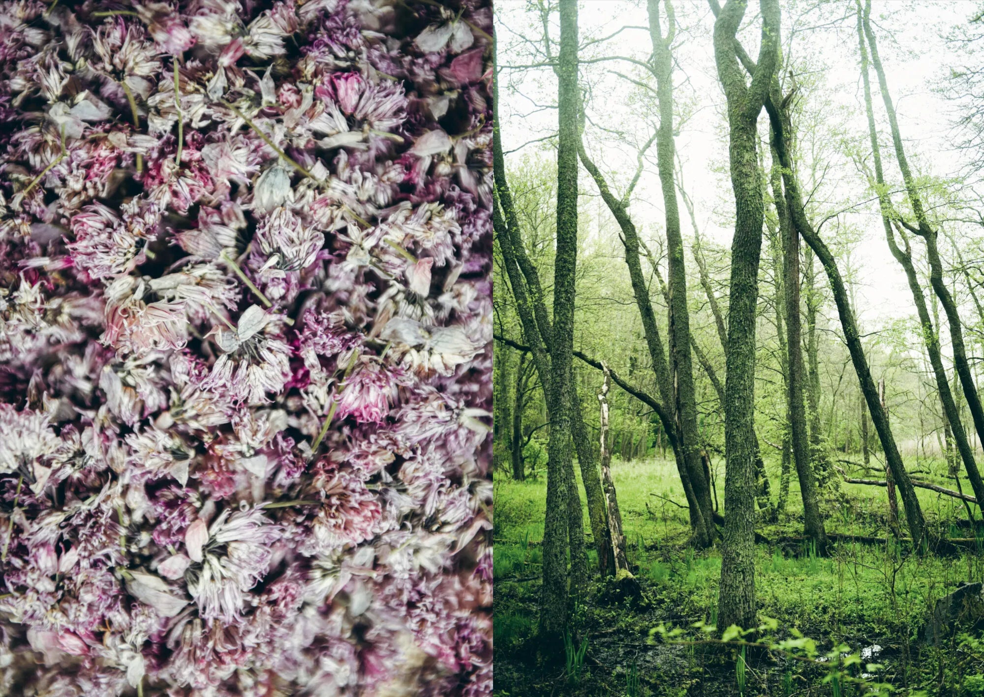 A close-up of dried purple flowers on the left, and a green forest with tall, leafless trees and grass on the right—an inspiring scene reminiscent of Cozy Publishing’s Chef’s Wild Nordic, Recipes for 72 Micro-Seasons.