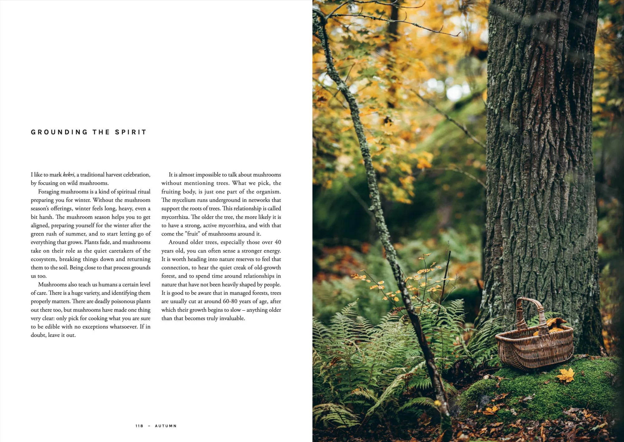 Beneath the towering trees in a lush, green forest dotted with ferns and autumn leaves, a wicker basket rests serenely—perfectly capturing the tranquil woodland spirit that inspires foraged recipes featured in Chef’s Wild Nordic, Recipes for 72 Micro-Seasons from Cozy Publishing.