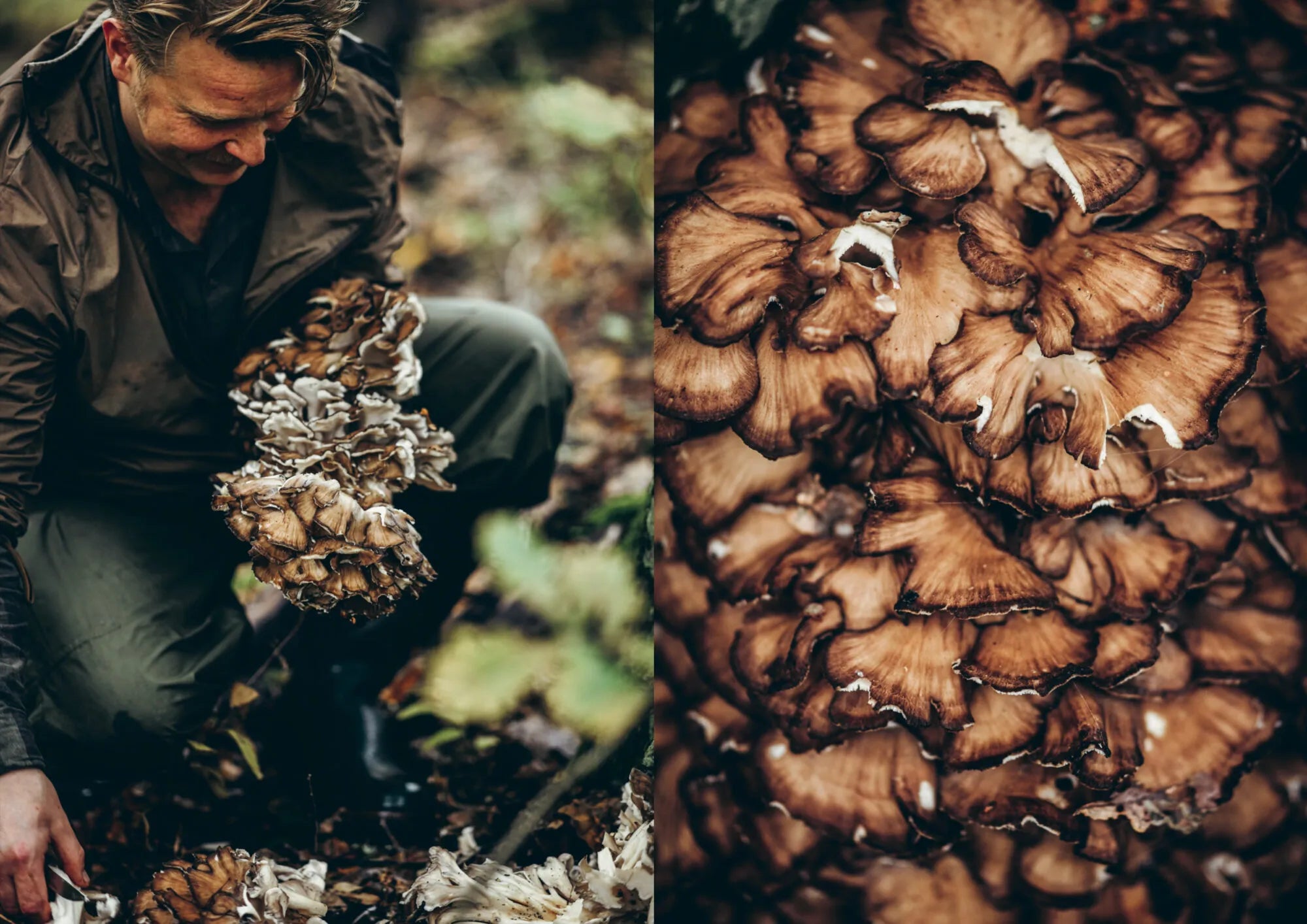 Crouched in a forest, someone gathers impressive clusters of brown mushrooms—quintessential wild ingredients featured in *Chef’s Wild Nordic, Recipes for 72 Micro-Seasons* by Cozy Publishing. On the right, a close-up reveals the richly textured, overlapping mushroom caps.