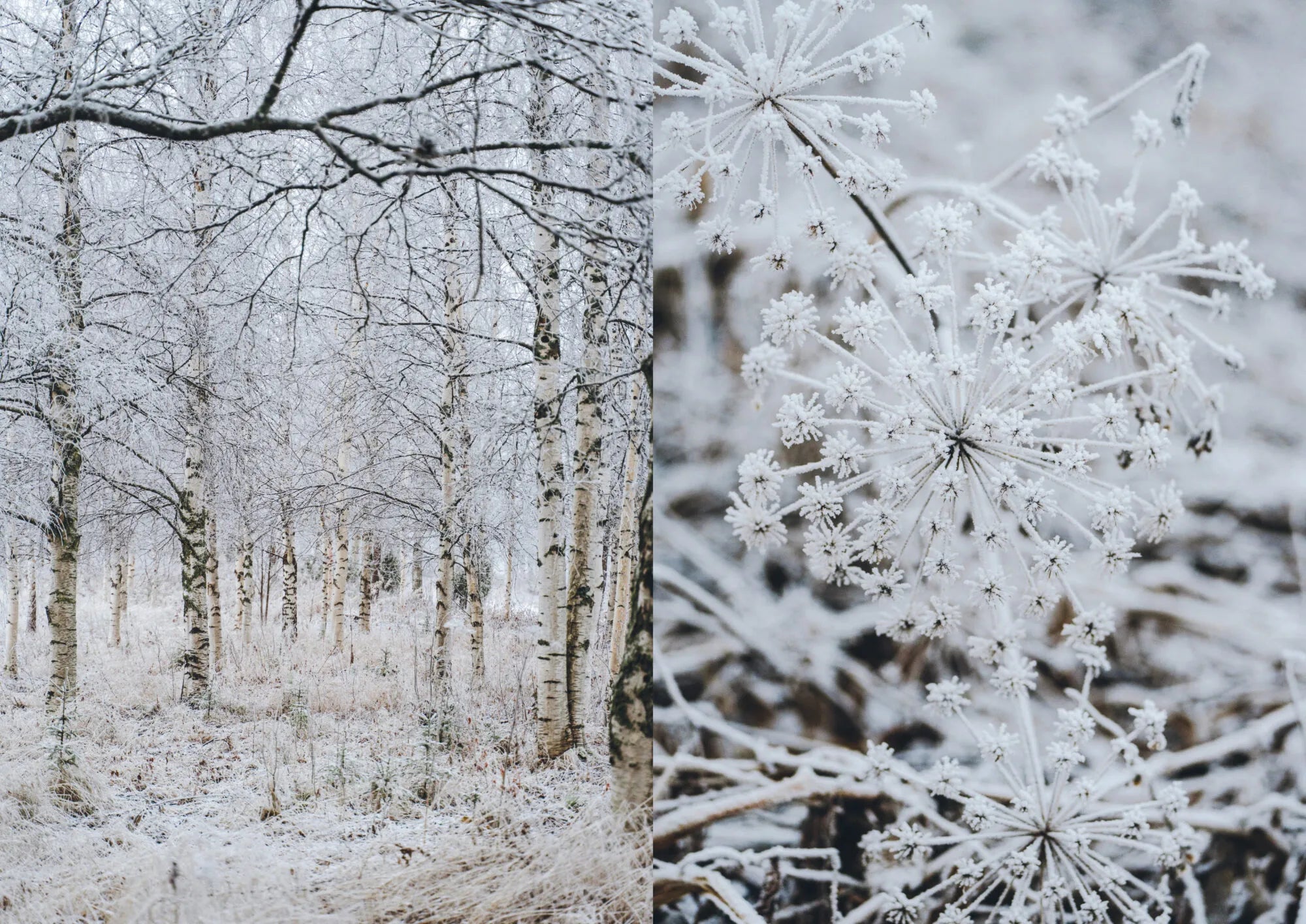 Experience the serene beauty of winter wilderness with a snowy forest on one side and frosty, snow-laden plant stems on the other—stunning scenes that inspire outdoor adventure and campfire meals. Let *Food Over the Campfire – Recipes for Day Hikes and Wilderness Treks* from Cozy Publishing spark new ideas for cooking amid nature’s quiet, wintry splendor.