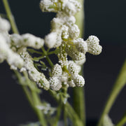 Flower, Gypsophila, White - Artificial